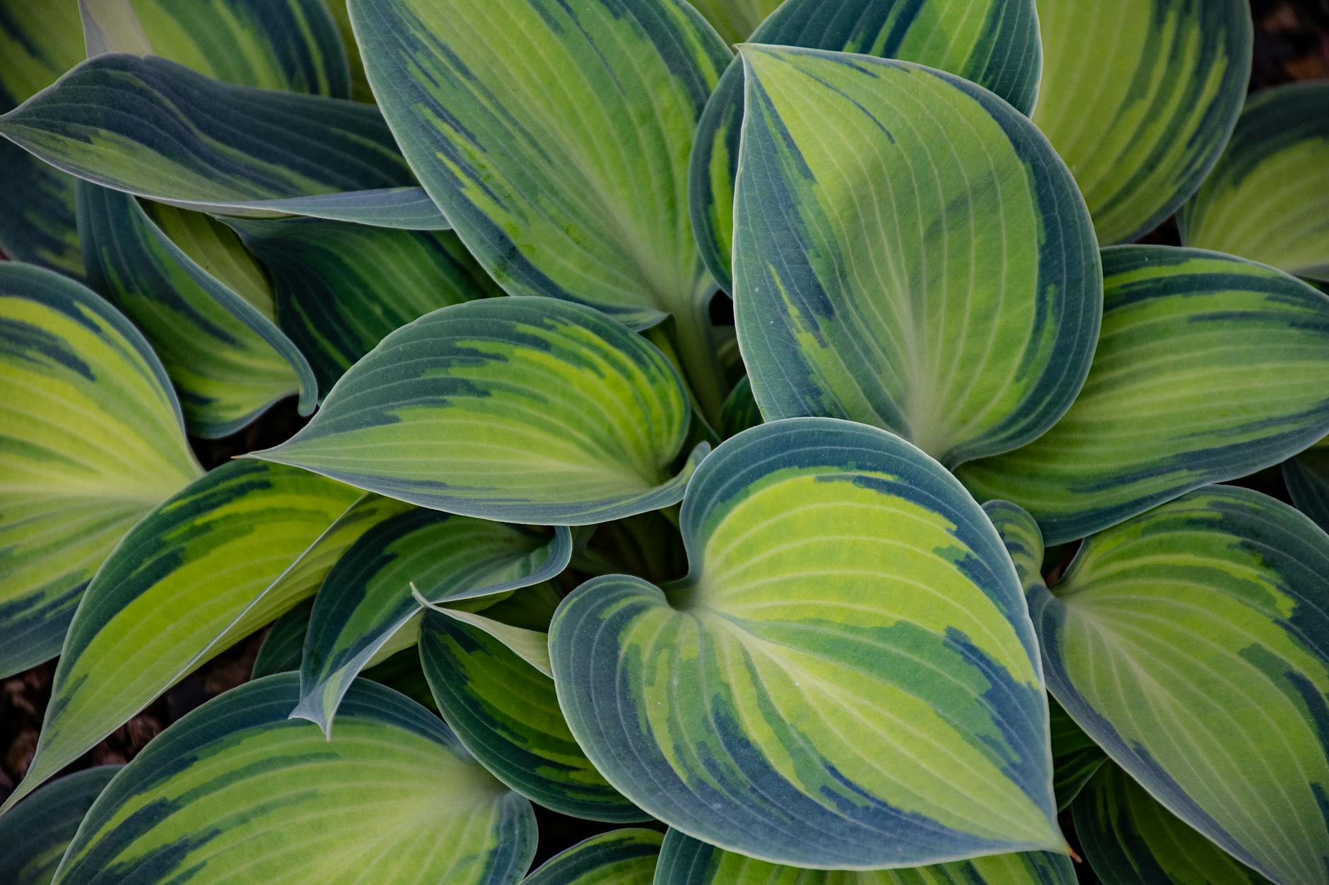 Plantes luxuriantes
